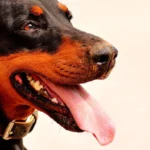 perro dóberman 1