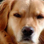 perro enfadado