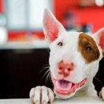 perro esperando para ser desparasitado