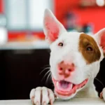 perro esperando para ser desparasitado