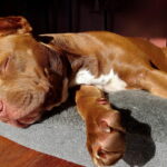 perro grande durmiendo en su cama