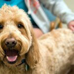 perro infectado de pseudorrabia