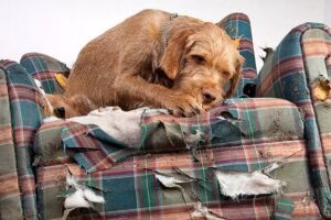 perro mordiendo un sofá