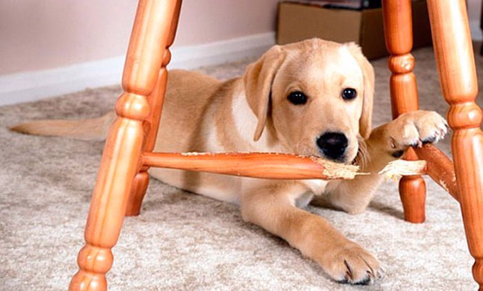 perro-mordiendo-una-silla