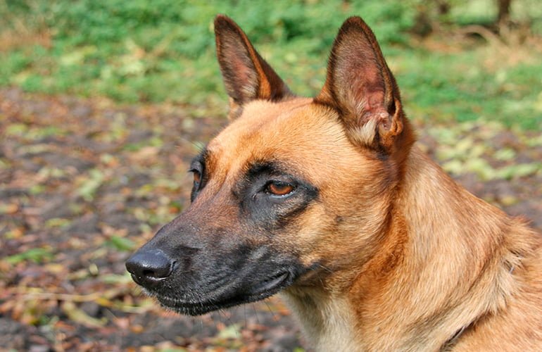 perro-pastor-belga
