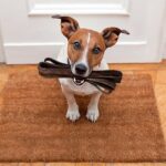 perro preparado para pasear