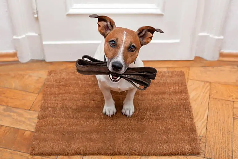 perro preparado para pasear
