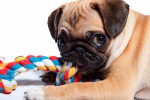 perro pug jugando con un mordedor de cuerda