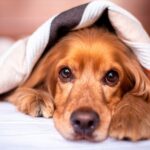 perro tapado con una manta