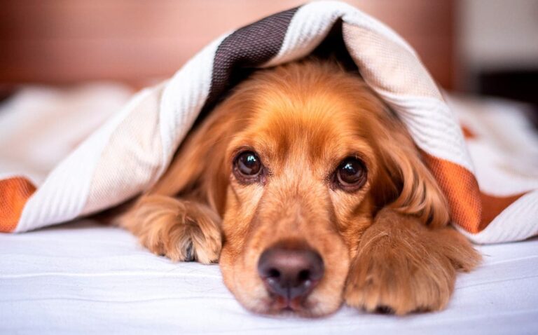 perro tapado con una manta
