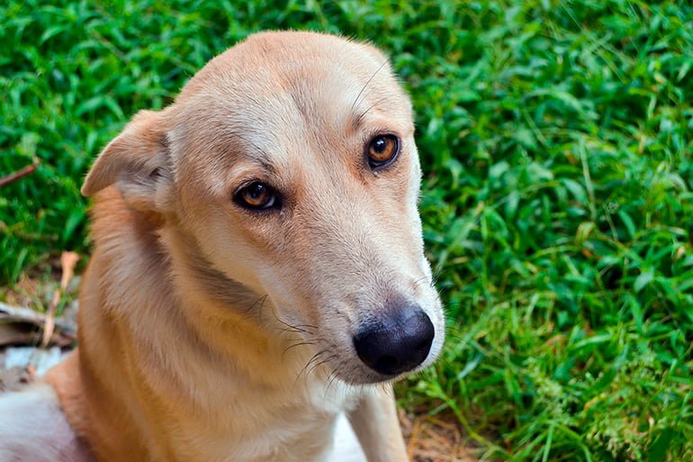 Gusanos comunes en perros - Clases síntomas