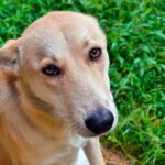 perro tras comer hierba por parásitos