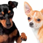 pinscher y chihuahua