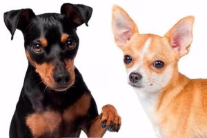 pinscher y chihuahua