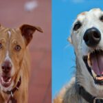 podenco vs galgo