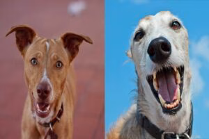 podenco vs galgo