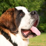 rostro de un perro San Bernardo