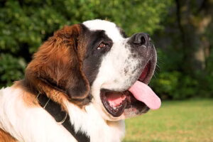 rostro de un perro San Bernardo