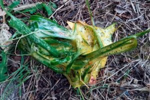 vomioto amarillo de perro