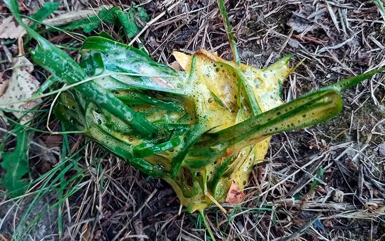 vomioto amarillo de perro