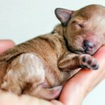 cachorro recién nacido