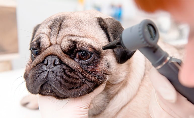 examen-ocular-a-un-perro-en-el-veterinario