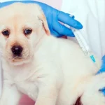 la primera vacuna de un cachorro