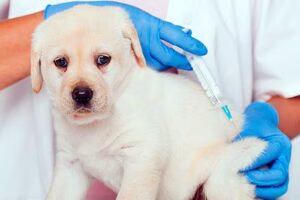 la primera vacuna de un cachorro