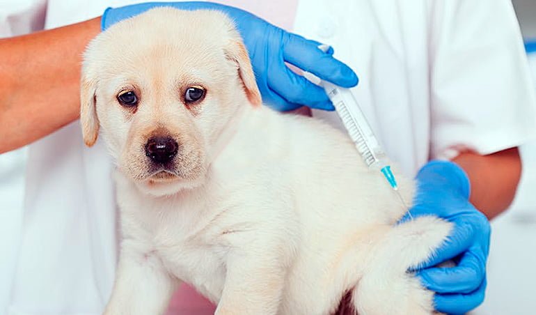 Tratamiento Preferencial heredar Desarmado Calendario de vacunas para Cachorros
