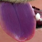 lengua de perro de color morado