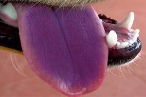 lengua de perro de color morado