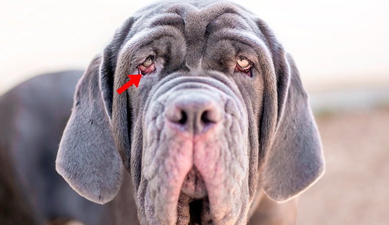 mastiff-with-ectropion-problems "width =" 770 "height =" 446 "srcset =" https://soyunperro.com/wp-content/uploads/2020/05/mastiff-con-problemas-de-ectropión .jpg 770w, https://soyunperro.com/wp-content/uploads/2020/05/mastiff-con-problemas-de-ectropión-300x174.jpg 300w, https://soyunperro.com/wp-content/uploads /2020/05/mastiff-con-problemas-de-ectropión-768x445.jpg 768w, https://soyunperro.com/wp-content/uploads/2020/05/mastiff-con-problemas-de-ectropión-696x403. jpg 696w, https://soyunperro.com/wp-content/uploads/2020/05/mastiff-con-problemas-de-ectropión-725x420.jpg 725w "tailles =" (largeur max: 770px) 100vw, 770px