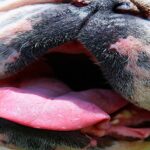 melanoma en piel de perro