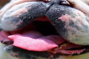 melanoma en piel de perro