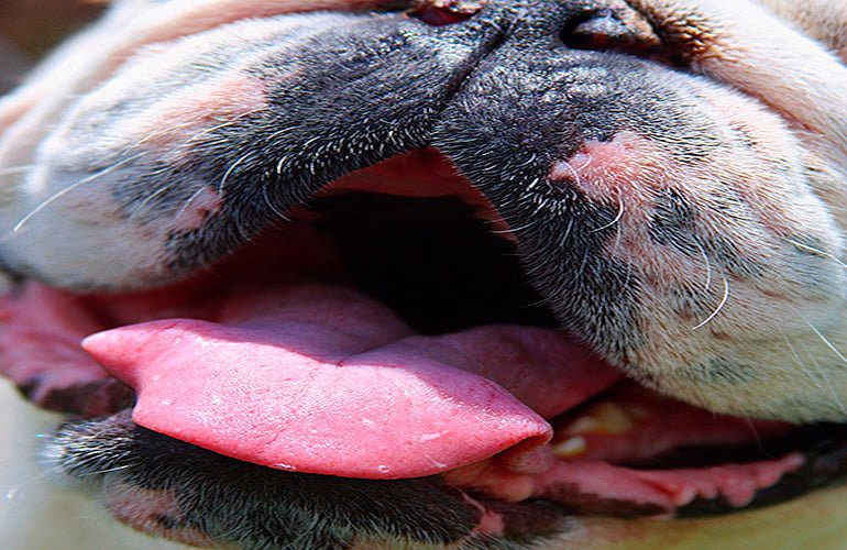 melanoma en piel de perro