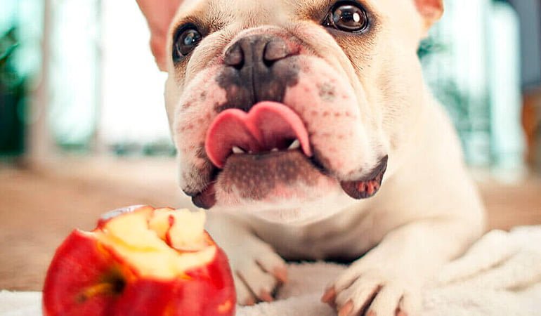 perro-comiendo-fruta