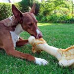 perro comiendo un hueso grande