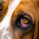 perro con Ectropión