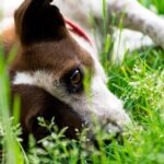 perro con calor refrescandose en la hierba