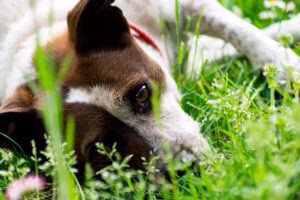 perro con calor refrescandose en la hierba