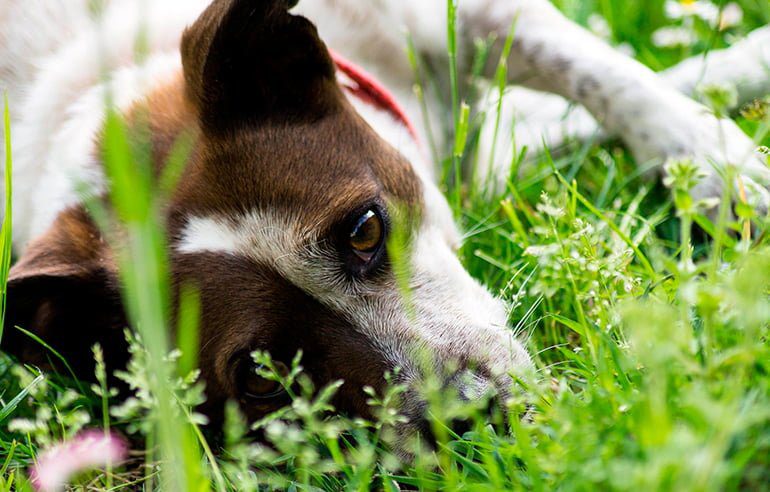 perro con calor refrescandose en la hierba