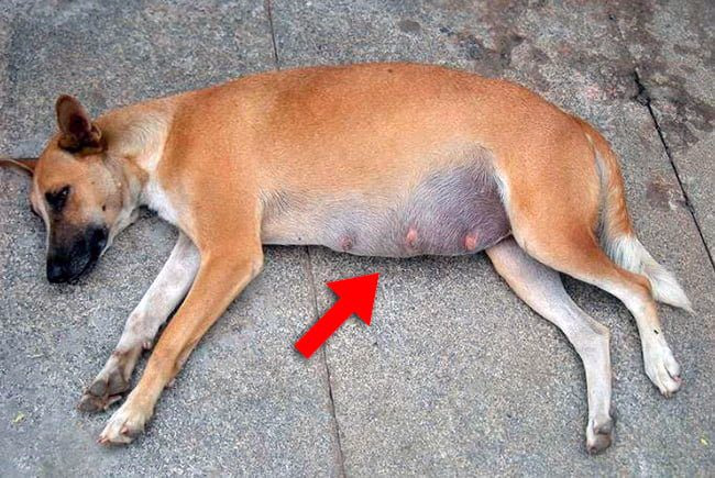 perro-con-el-abdomen-inflamado