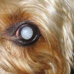 perro con el ojo blanco