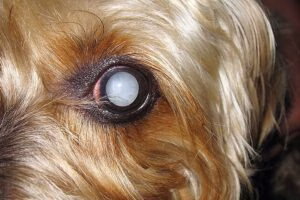 perro con el ojo blanco