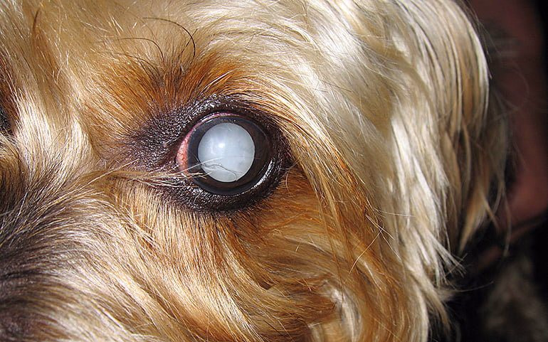 perro con el ojo blanco