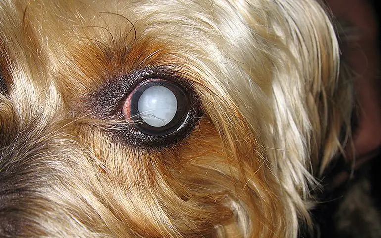 perro con el ojo blanco