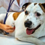 perro con inflamación de barriga en el veterinario