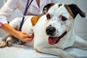 perro con inflamación de barriga en el veterinario