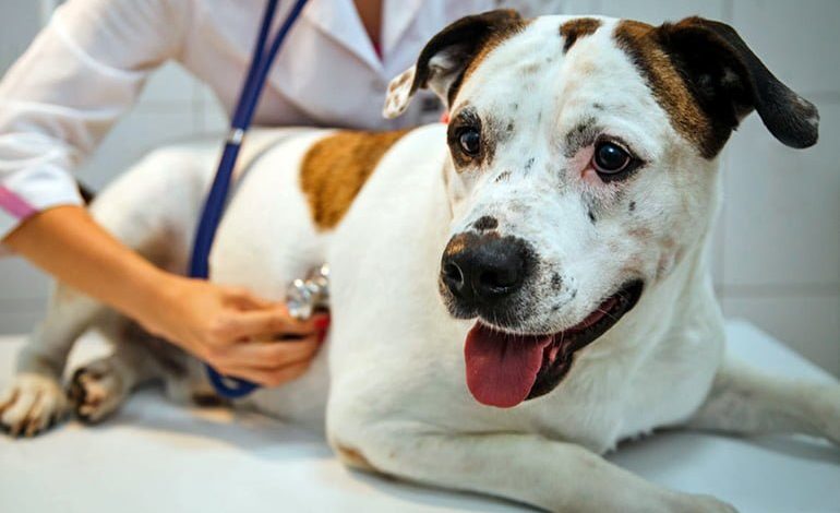 perro con inflamación de barriga en el veterinario