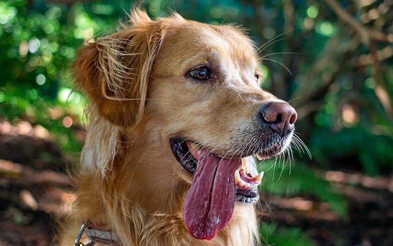Pourquoi les chiens sortent-ils la langue?